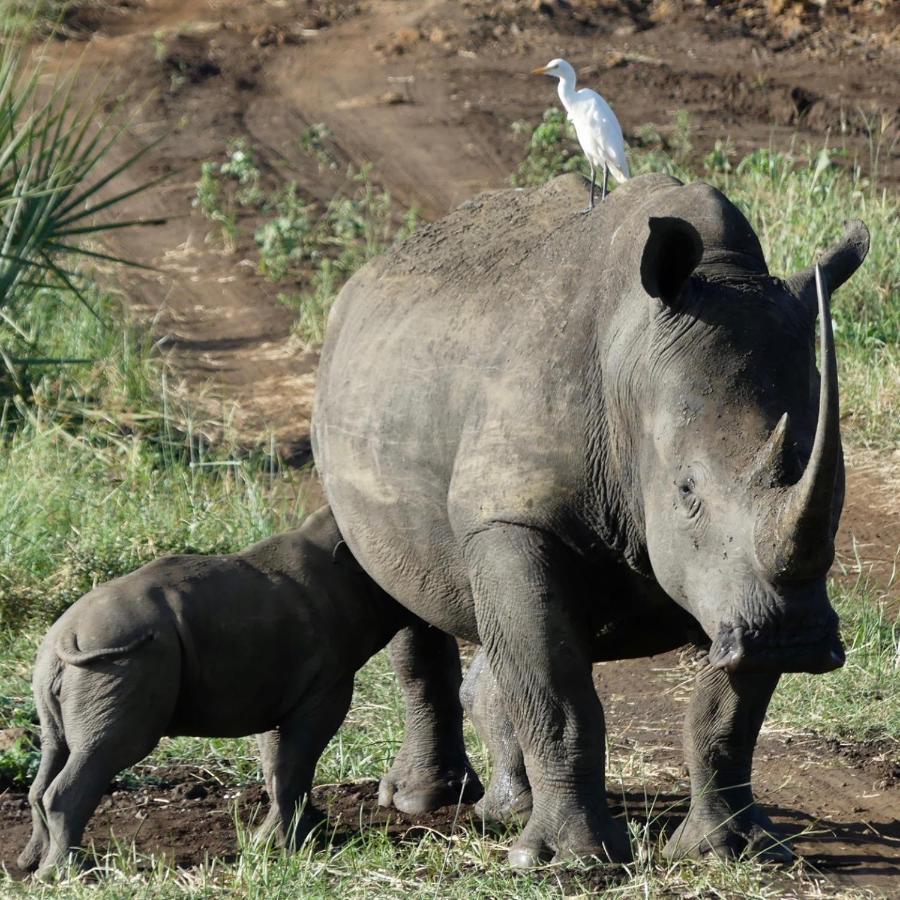 Ikweta Safari Camp Hotell Maua Eksteriør bilde