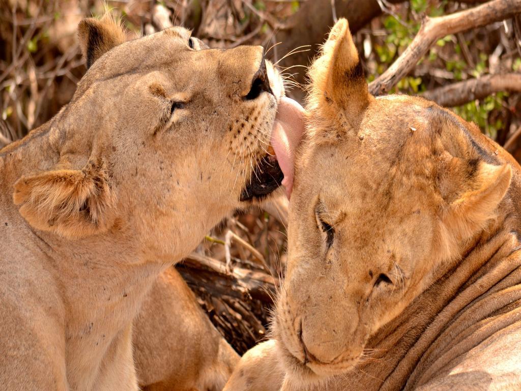 Ikweta Safari Camp Hotell Maua Eksteriør bilde