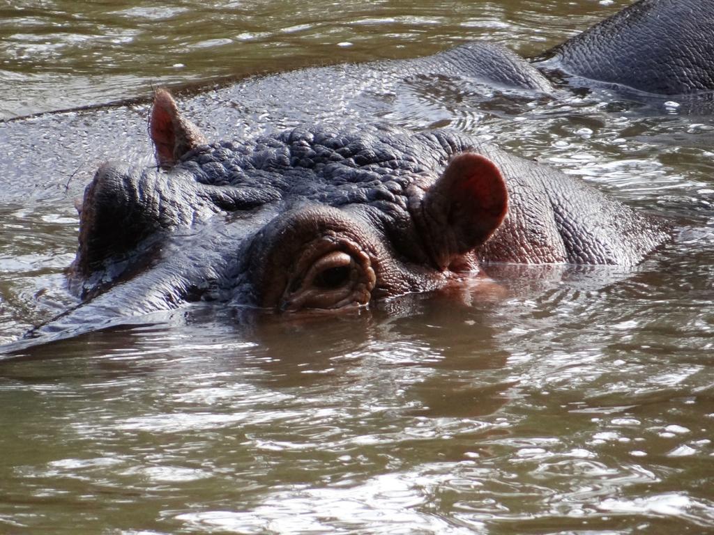 Ikweta Safari Camp Hotell Maua Eksteriør bilde